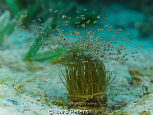Swarming shrimps (Idiomysis tsurnamali) on top of a tube ... by Lars Peters 